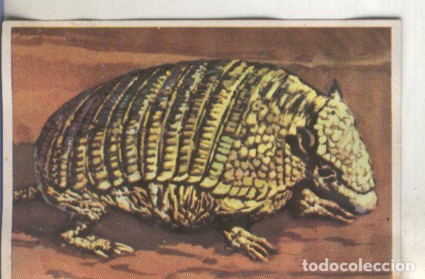 Collezionismo sportivo: Cromos: Historia Natural numero 107 - Varios