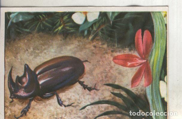 Collectionnisme sportif: Cromos: Historia Natural numero 113 - Varios