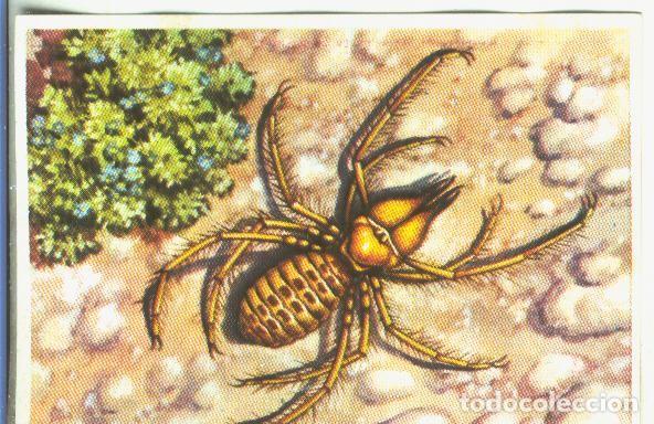 Collectionnisme sportif: Cromos: Historia Natural numero 140 - Varios