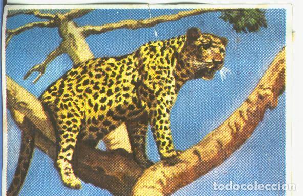 Sports collectibles: Cromos: Historia Natural numero 165 - Varios