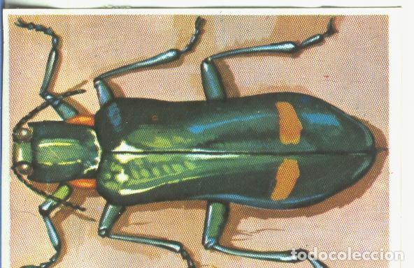 Sports collectibles: Cromos: Historia Natural numero 175 - Varios