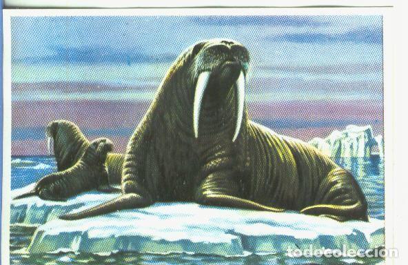 Sports collectibles: Cromos: Historia Natural numero 182 - Varios