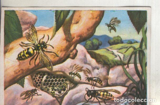 Collectionnisme sportif: Cromos: Historia Natural numero 093 - Varios