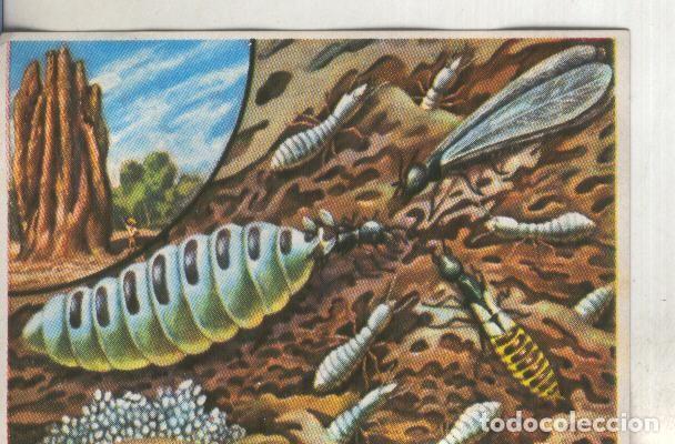 Sports collectibles: Cromos: Historia Natural numero 100 - Varios