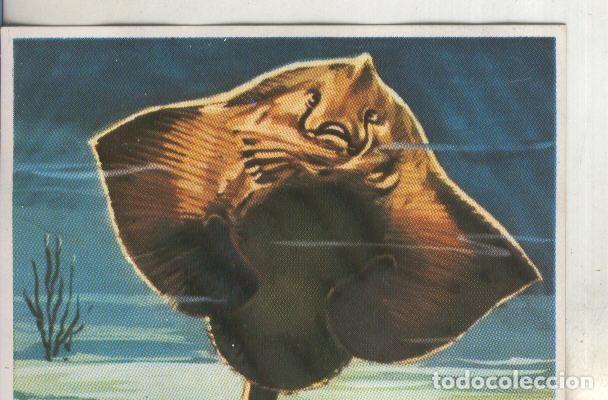 Coleccionismo deportivo: Cromos: Historia Natural numero 219 - Varios