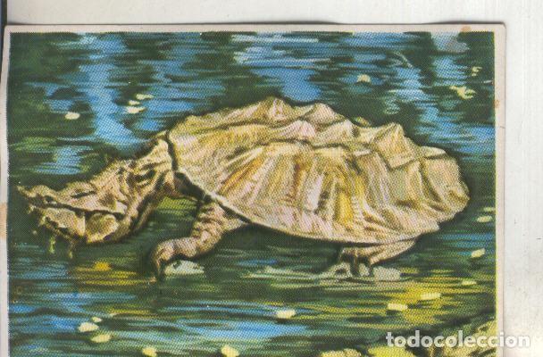 Sports collectibles: Cromos: Historia Natural numero 238 - Varios