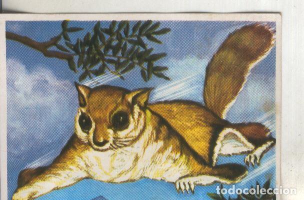 Colecionismo desportivo: Cromos: Historia Natural numero 246 - Varios