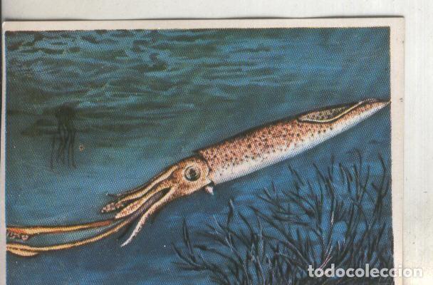 Coleccionismo deportivo: Cromos: Historia Natural numero 253 - Varios