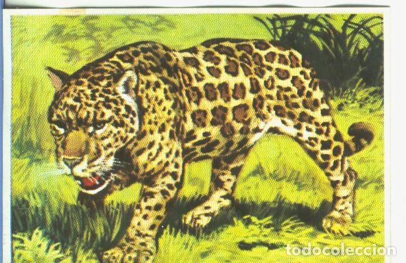Colecionismo desportivo: Cromos: Historia Natural numero 163 - Varios