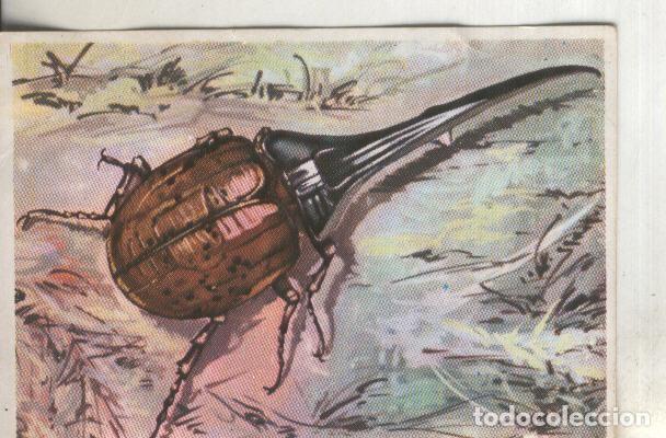 Collezionismo sportivo: Cromos: Historia Natural numero 283 - Varios