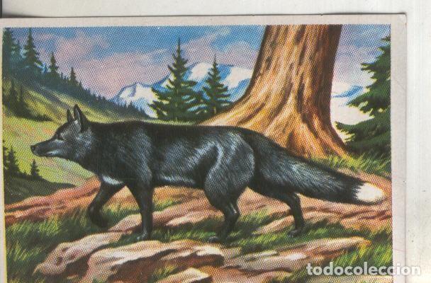 Coleccionismo deportivo: Cromos: Historia Natural numero 190 - Varios