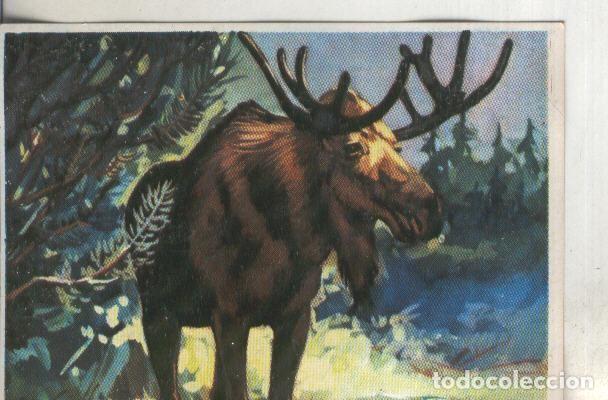 Sammelleidenschaft Sport: Cromos: Historia Natural numero 296 - Varios