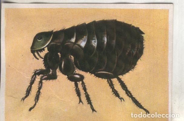 Coleccionismo deportivo: Cromos: Historia Natural numero 223 - Varios