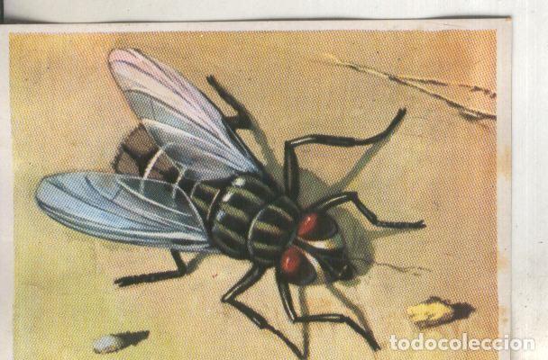 Sports collectibles: Cromos: Historia Natural numero 244 - Varios