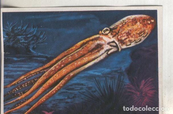 Collezionismo sportivo: Cromos: Historia Natural numero 252 - Varios