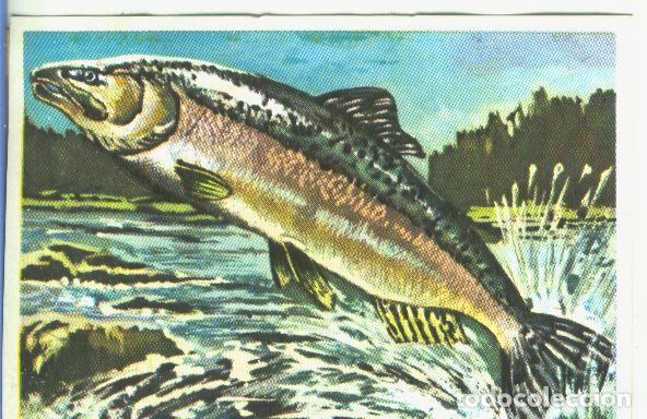 Coleccionismo deportivo: Cromos: Historia Natural numero 349 - Varios