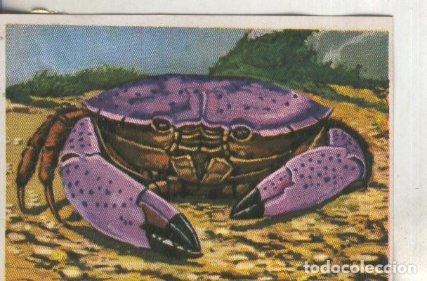 Coleccionismo deportivo: Cromos: Historia Natural numero 260 - Varios