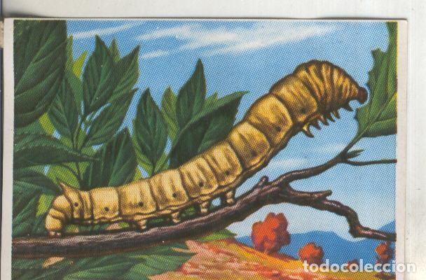 Coleccionismo deportivo: Cromos: Historia Natural numero 266 - Varios