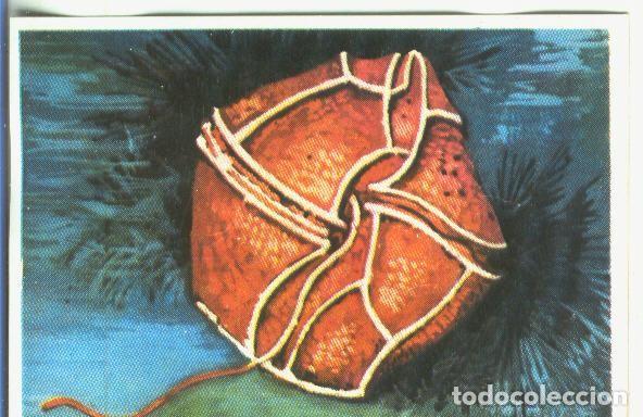 Coleccionismo deportivo: Cromos: Historia Natural numero 366 - Varios