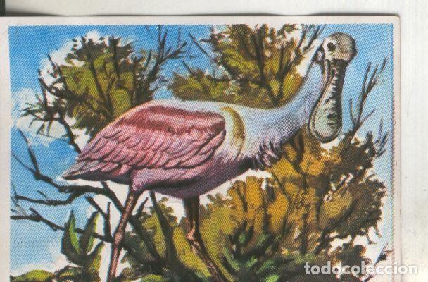 Sammelleidenschaft Sport: Cromos: Historia Natural numero 274 - Varios