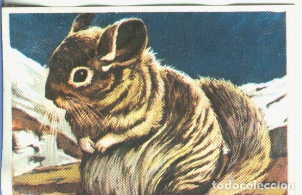 Coleccionismo deportivo: Cromos: Historia Natural numero 371 - Varios