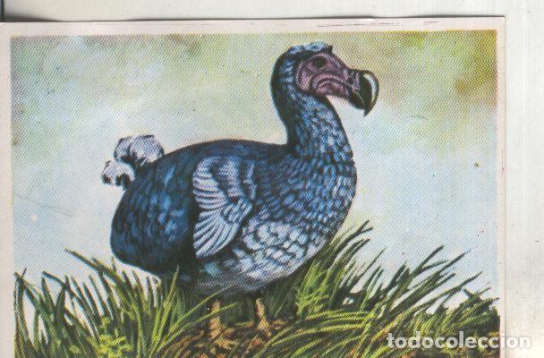 Sports collectibles: Cromos: Historia Natural numero 281 - Varios