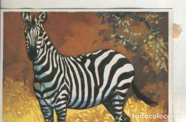 Colecionismo desportivo: Cromos: Historia Natural numero 295 - Varios