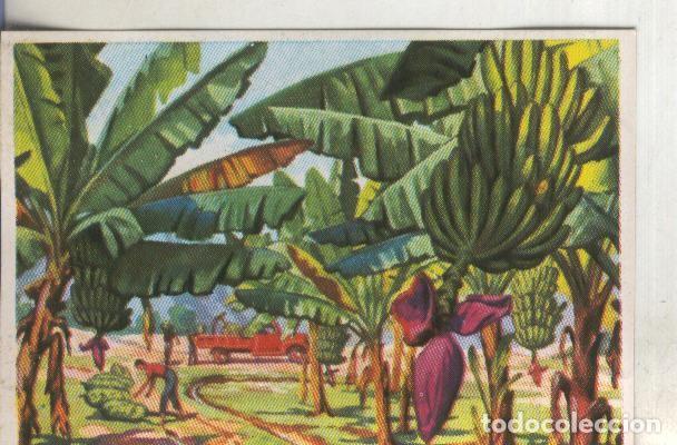 Coleccionismo deportivo: Cromos: Historia Natural numero 403 - Varios