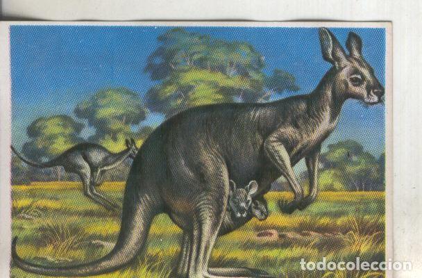 Coleccionismo deportivo: Cromos: Historia Natural numero 300 - Varios