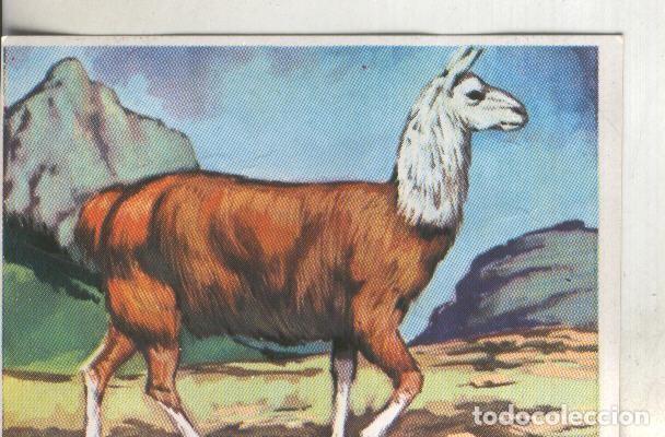 Coleccionismo deportivo: Cromos: Historia Natural numero 317 - Varios