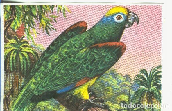 Colecionismo desportivo: Cromos: Historia Natural numero 331 - Varios