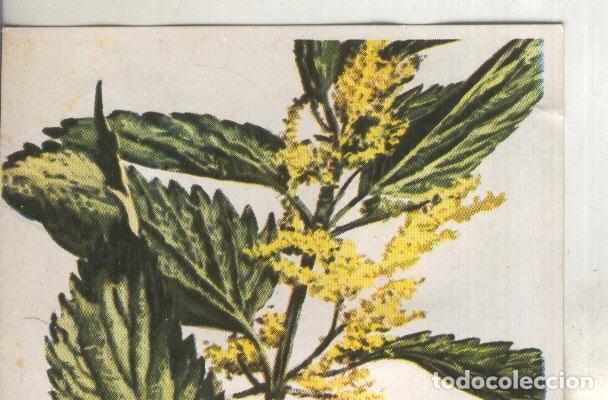 Coleccionismo deportivo: Cromos: Historia Natural numero 443 - Varios