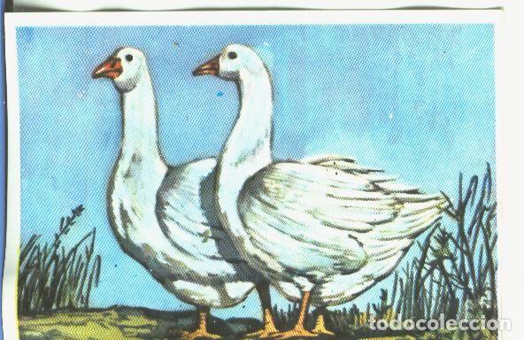 Coleccionismo deportivo: Cromos: Historia Natural numero 348 - Varios