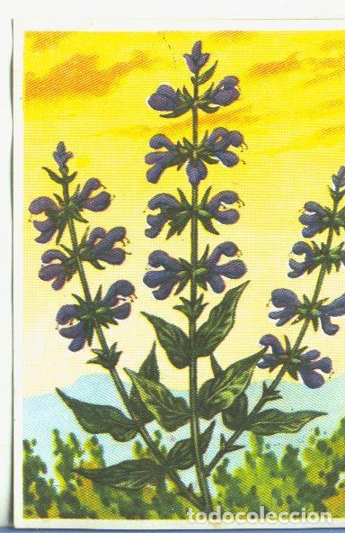 Coleccionismo deportivo: Cromos: Historia Natural numero 450 - Varios