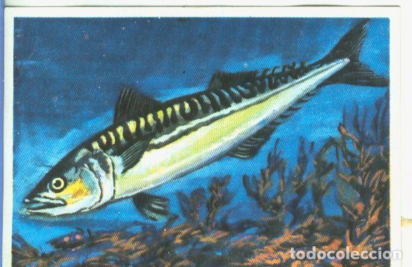 Collectionnisme sportif: Cromos: Historia Natural numero 356 - Varios