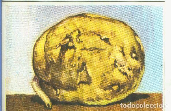 Sports collectibles: Cromos: Historia Natural numero 455 - Varios