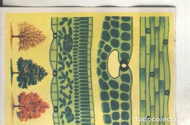 Sports collectibles: Cromos: Historia Natural numero 379 - Varios