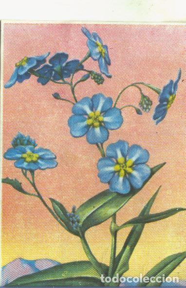 Sammelleidenschaft Sport: Cromos: Historia Natural numero 479 - Varios