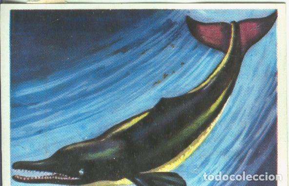 Collezionismo sportivo: Cromos: Historia Natural numero Delfin del Ganges - Varios