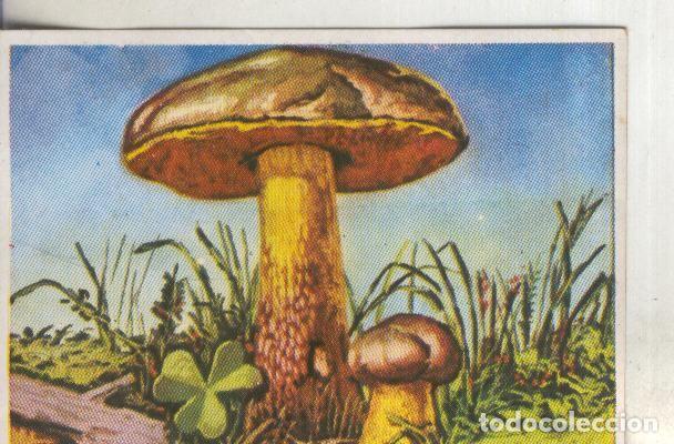 Sports collectibles: Cromos: Historia Natural numero 436 - Varios