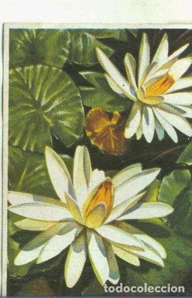 Sports collectibles: Cromos: Historia Natural numero 478 - Varios