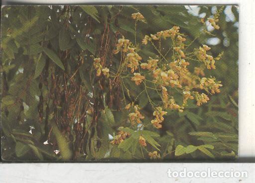 Sports collectibles: Cromos: Arbres de Barcelona numero 31.B: Sofora, Acaia del Japo: flor, fruits i fulles - Varios