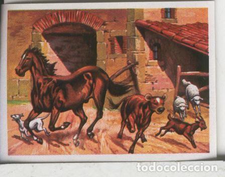 Colecionismo desportivo: Cromos: El Mas y el Menos numero 078: Animales instintivos - Varios