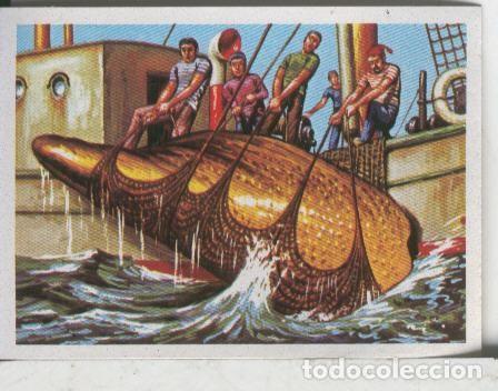 Colecionismo desportivo: Cromos: El Mas y el Menos numero 033: Molusco gigante - Varios