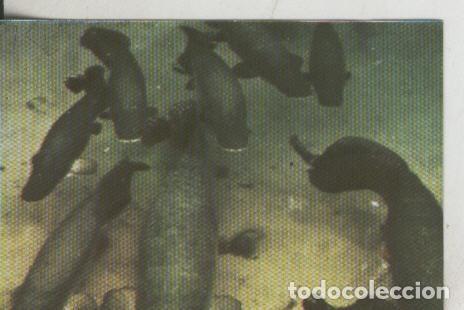 Coleccionismo deportivo: Cromos: La Naturaleza y sus maravillas numero 045 - Varios