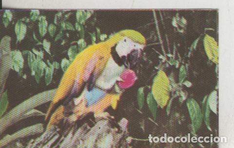 Collectionnisme sportif: Cromos: La Naturaleza y sus maravillas numero 009 - Varios