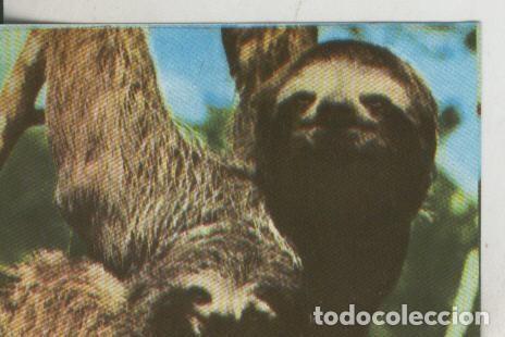 Coleccionismo deportivo: Cromos: La Naturaleza y sus maravillas numero 071 - Varios