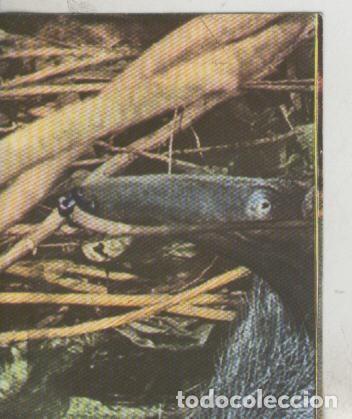 Sports collectibles: Cromos: La Naturaleza y sus maravillas numero 051 - Varios