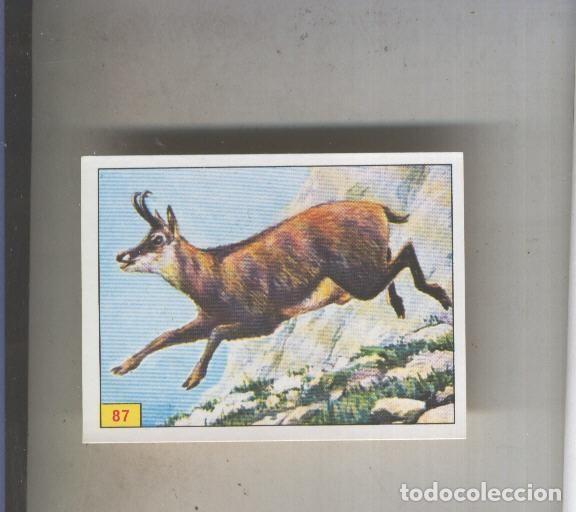 Collezionismo sportivo: Cromo Mamiferos de Panini numero 087 - Varios