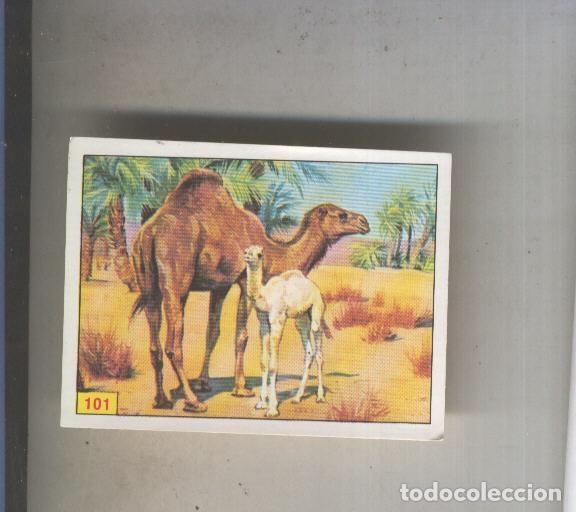 Sports collectibles: Cromo Mamiferos de Panini numero 101 - Varios